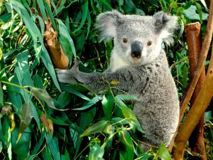 Koala Live in Eucalyptus Trees